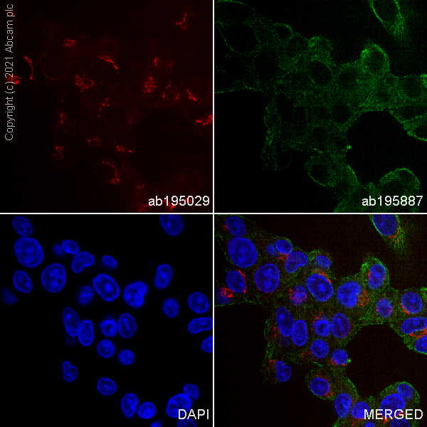 Immunocytochemistry/ Immunofluorescence - Alexa Fluor® 647 Anti-Von Willebrand Factor antibody [EPSISR15] (AB195029)
