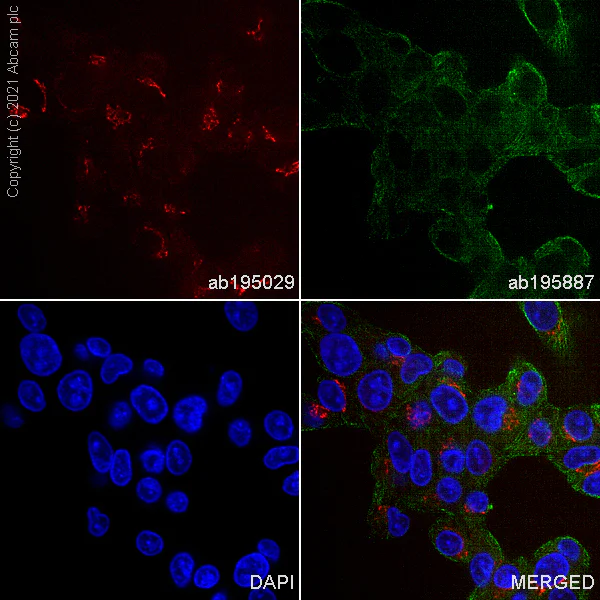 Anti-Von Willebrand Factor Alexa Fluor® 647 antibody
