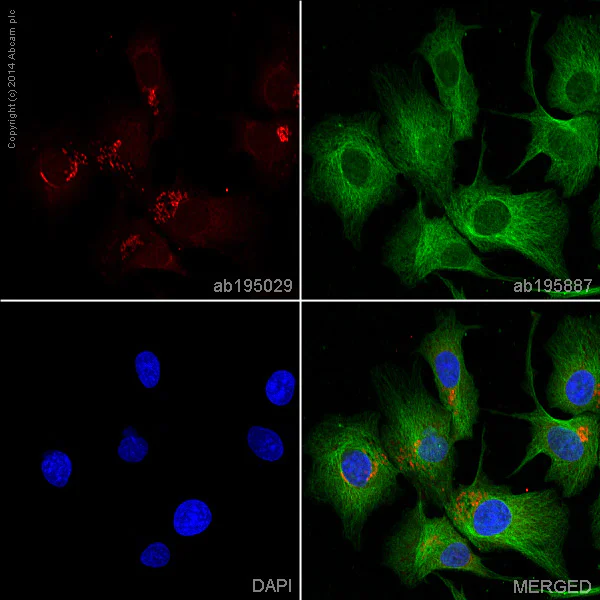 Immunocytochemistry/ Immunofluorescence - Alexa Fluor® 647 Anti-Von Willebrand Factor antibody [EPSISR15] (AB195029)