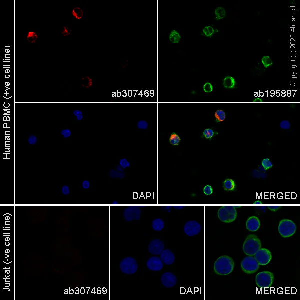 Immunocytochemistry/ Immunofluorescence - Alexa Fluor® 647 Anti-VSIG4 antibody [EPR26179-56] (AB307469)
