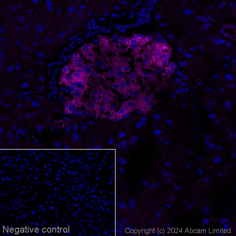 Immunohistochemistry (Frozen sections) - Alexa Fluor® 647 Anti-WFS1 antibody [EPR23801-91] (AB322307), expandable thumbnail