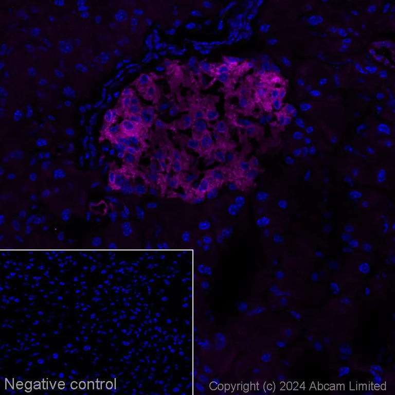 Immunohistochemistry (Frozen sections) - Alexa Fluor® 647 Anti-WFS1 antibody [EPR23801-91] (AB322307)
