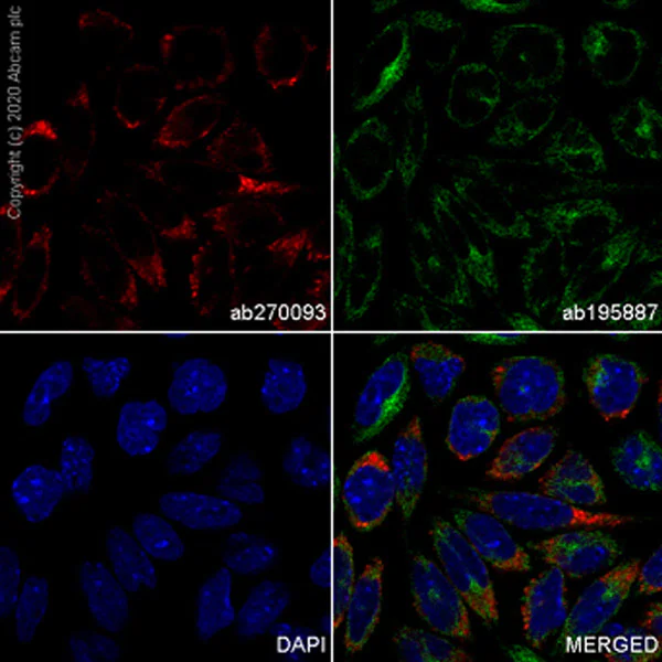 Immunocytochemistry/ Immunofluorescence - Alexa Fluor® 647 Anti-Wnt3a antibody [EPR21889] (AB270093)