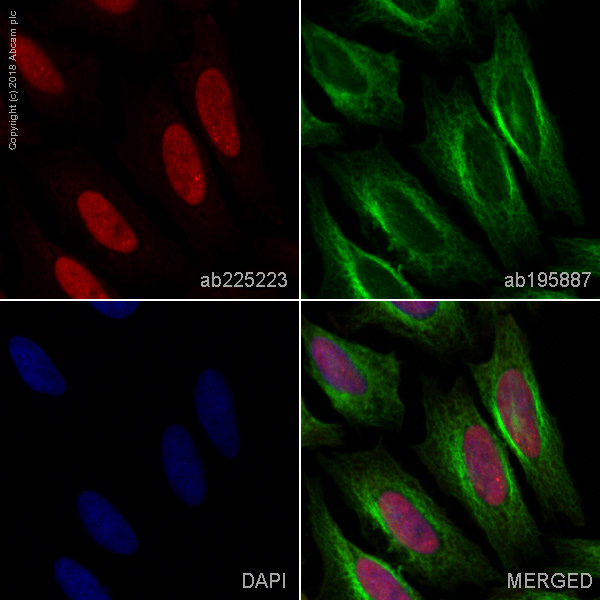 Immunocytochemistry/ Immunofluorescence - Alexa Fluor® 647 Anti-XPD antibody [EPR9675] (AB225223), expandable thumbnail