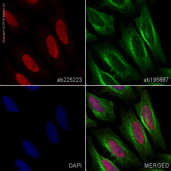 Immunocytochemistry/ Immunofluorescence - Alexa Fluor® 647 Anti-XPD antibody [EPR9675] (AB225223)
