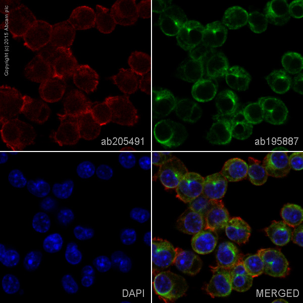 Immunocytochemistry/ Immunofluorescence - Alexa Fluor® 647 Anti-Ym-1 + Ym-2 antibody [EPR15263] (AB205491)