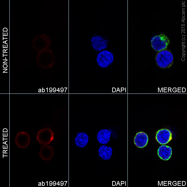 Immunocytochemistry/ Immunofluorescence - Alexa Fluor® 647 Anti-ZAP70 (phospho Y292) antibody [EPR1073] (AB199497)