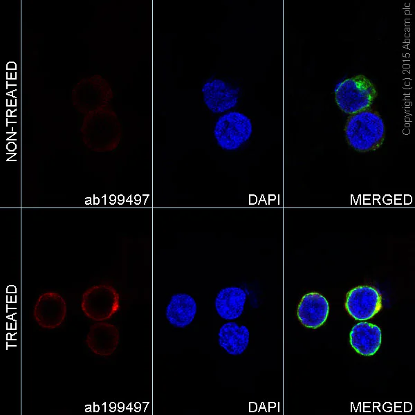 Immunocytochemistry/ Immunofluorescence - Alexa Fluor® 647 Anti-ZAP70 (phospho Y292) antibody [EPR1073] (AB199497)