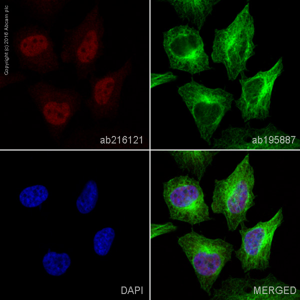 Immunocytochemistry/ Immunofluorescence - Alexa Fluor® 647 Anti-ZEB1 antibody [EPR17375] (AB216121), expandable thumbnail