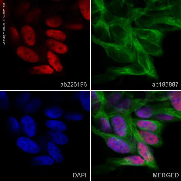 Immunocytochemistry/ Immunofluorescence - Alexa Fluor® 647 Anti-Zic2 antibody [EPR7790] (AB225196)