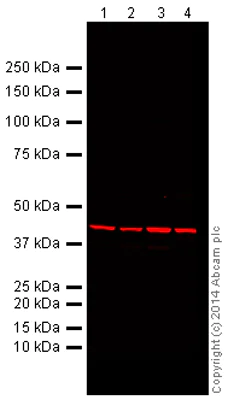 Western blot - Alexa Fluor® 680 Anti-beta Actin antibody [mAbcam 8226] - Loading Control (AB184092)