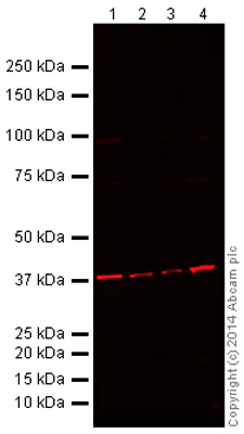 Western blot - Alexa Fluor® 680 Anti-GAPDH antibody [mAbcam 9484] - Loading Control (AB184095)