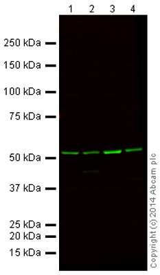 Western blot - Alexa Fluor® 790 Anti-alpha Tubulin antibody [DM1A] - Loading Control (AB184577), expandable thumbnail