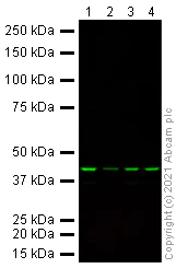 Western blot - Alexa Fluor® 790 Anti-beta Actin antibody [mAbcam 8226] - Loading Control (AB184576)