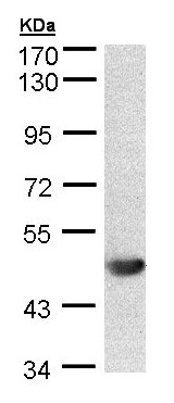 Western blot - Anti-ALG1 antibody (AB154737), expandable thumbnail