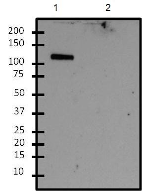 Western blot - Anti-ALG1 antibody (AB155935), expandable thumbnail