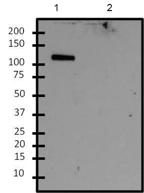 Western blot - Anti-ALG1 antibody (AB155935)