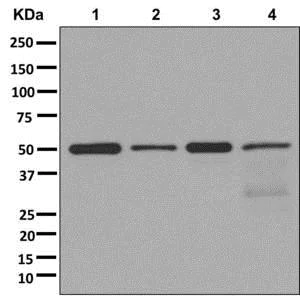 Western blot - Anti-ALG2 antibody [EPR12006(2)(B)] - BSA and Azide free (AB250071)