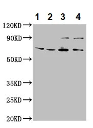 Western blot - Anti-ALG9 antibody (AB235083)