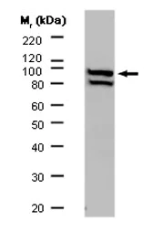 Western blot - Anti-ALIX antibody [3A9] (AB117600)