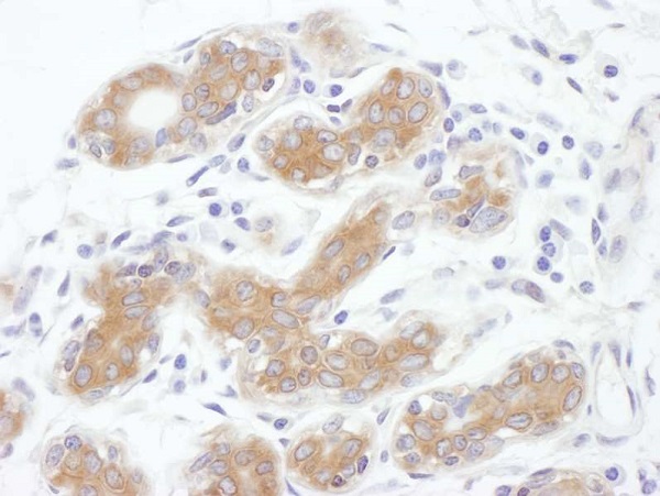 Immunohistochemistry (Formalin/PFA-fixed paraffin-embedded sections) - Anti-ALIX antibody (AB225555)