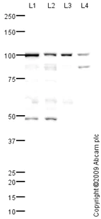Western blot - Anti-ALIX antibody (AB76608)