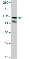 Western blot - Anti-ALIX antibody (AB88743)