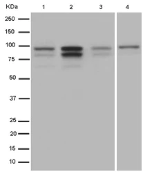 Western blot - Anti-ALIX antibody [EPR15314-33] - BSA and Azide free (AB226768)