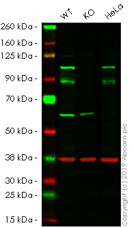 Western blot - Anti-ALIX antibody [EPR15314-33] - N-terminal (AB186728)
