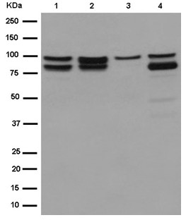 Western blot - Anti-ALIX antibody [EPR15314] - BSA and Azide free (AB232611)