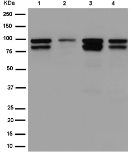 Western blot - Anti-ALIX antibody [EPR15314] - BSA and Azide free (AB232611)