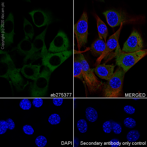 Immunocytochemistry/ Immunofluorescence - Anti-ALIX antibody [EPR23653-32] (ab275377), expandable thumbnail
