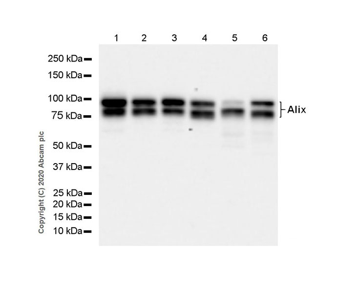 Western blot - Anti-ALIX antibody [EPR23653-32] (ab275377), expandable thumbnail