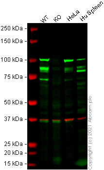 Western blot - Anti-ALIX antibody [EPR23653-32] (AB275377), expandable thumbnail