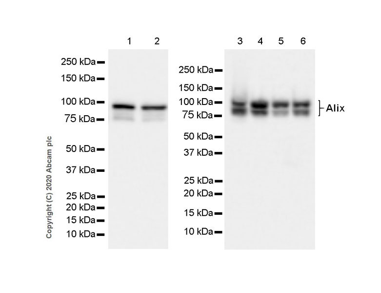Western blot - Anti-ALIX antibody [EPR23653-32] (AB275377), expandable thumbnail