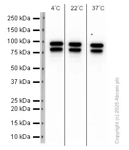 Western blot - Anti-ALIX antibody [EPR23653-32] (AB275377)