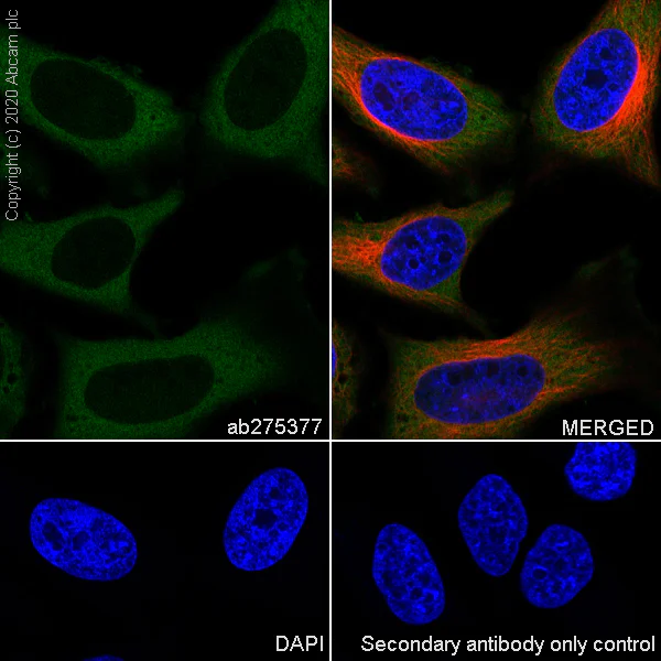 Immunocytochemistry/ Immunofluorescence - Anti-ALIX antibody [EPR23653-32] - BSA and Azide free (AB275387)