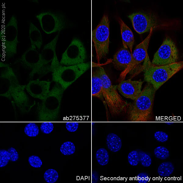 Immunocytochemistry/ Immunofluorescence - Anti-ALIX antibody [EPR23653-32] - BSA and Azide free (AB275387)