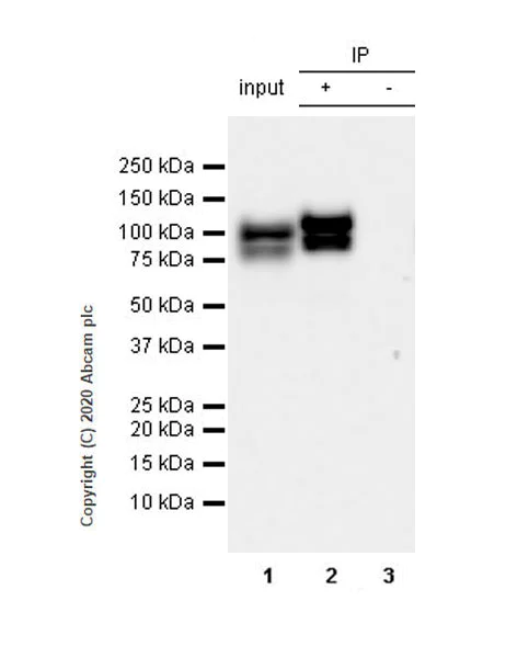 Immunoprecipitation - Anti-ALIX antibody [EPR23653-32] - BSA and Azide free (AB275387)