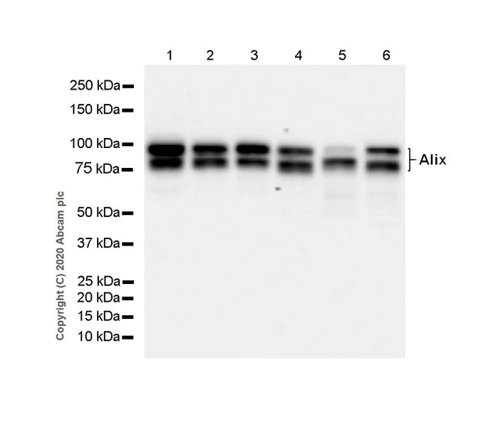 Western blot - Anti-ALIX antibody [EPR23653-32] - BSA and Azide free (AB275387)