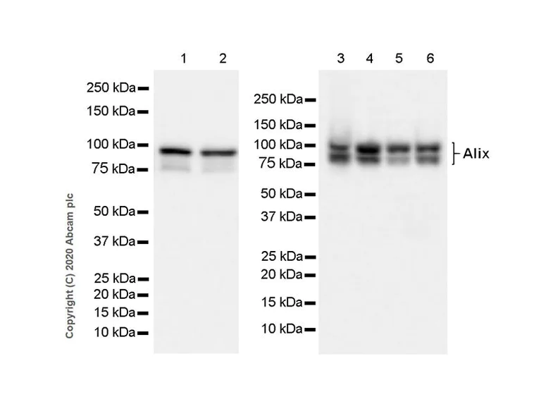 Western blot - Anti-ALIX antibody [EPR23653-32] - BSA and Azide free (AB275387)