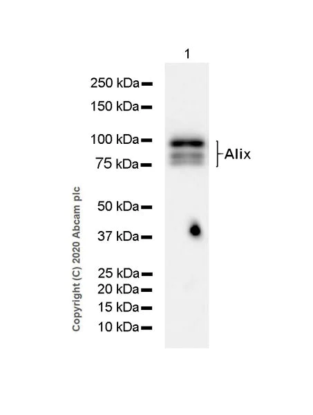 Western blot - Anti-ALIX antibody [EPR23653-32] - BSA and Azide free (AB275387)