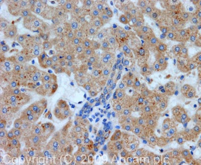 Immunohistochemistry (Formalin/PFA-fixed paraffin-embedded sections) - Anti-ALK-1 antibody (AB68703)