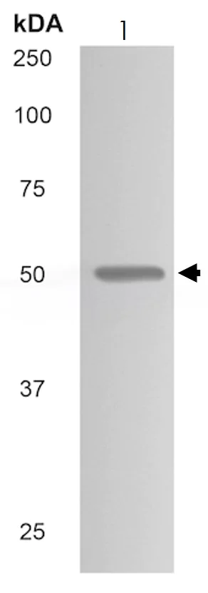 Western blot - Anti-ALK-1 antibody [MM0015-8G33] (AB51870)