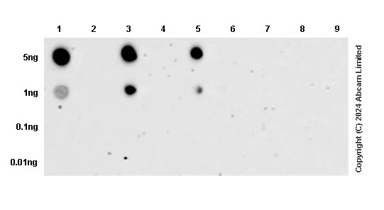Dot Blot - Anti-ALK (phospho Y1278 + Y1507 + Y1604) antibody [RM1164] - BSA and Azide free (AB322001)
