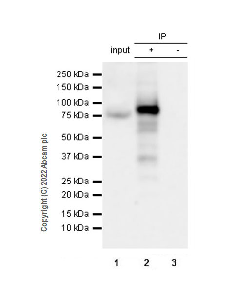 Immunoprecipitation - Anti-ALK (phospho Y1604) antibody [EPR24750-116] (AB290733)