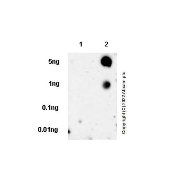 Dot Blot - Anti-ALK (phospho Y1604) antibody [EPR24750-116] - BSA and Azide free (AB290748)
