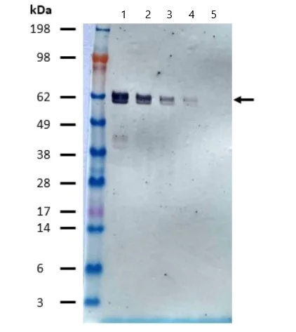 Western blot - Alkaline Phosphatase Anti-6X His tag® antibody [AD1.1.10] (AB81652)