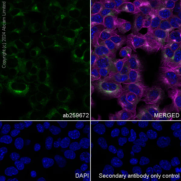 Immunocytochemistry/ Immunofluorescence - Anti-Alkaline Phosphatase antibody [EPR20428-147] - BSA and Azide free (Capture) (AB252581)