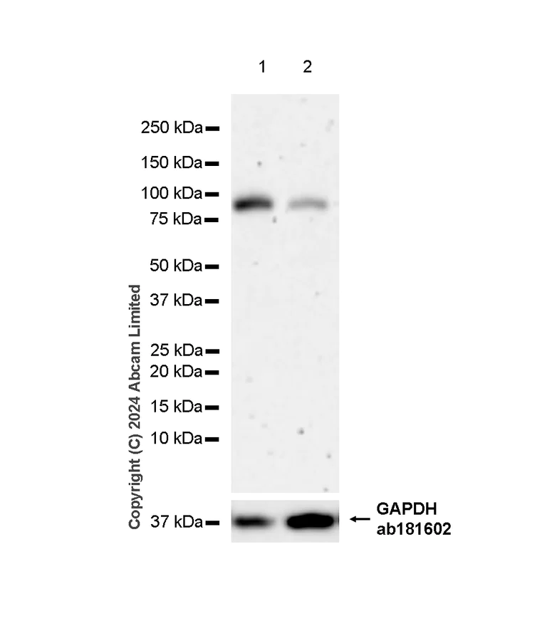Western blot - Anti-Alkaline Phosphatase antibody [EPR20428-147] - BSA and Azide free (Capture) (AB252581)
